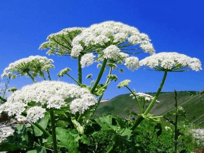 20200612130244.jpg, фото