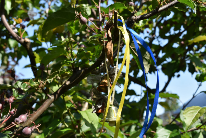 20250604163817.JPG, фото